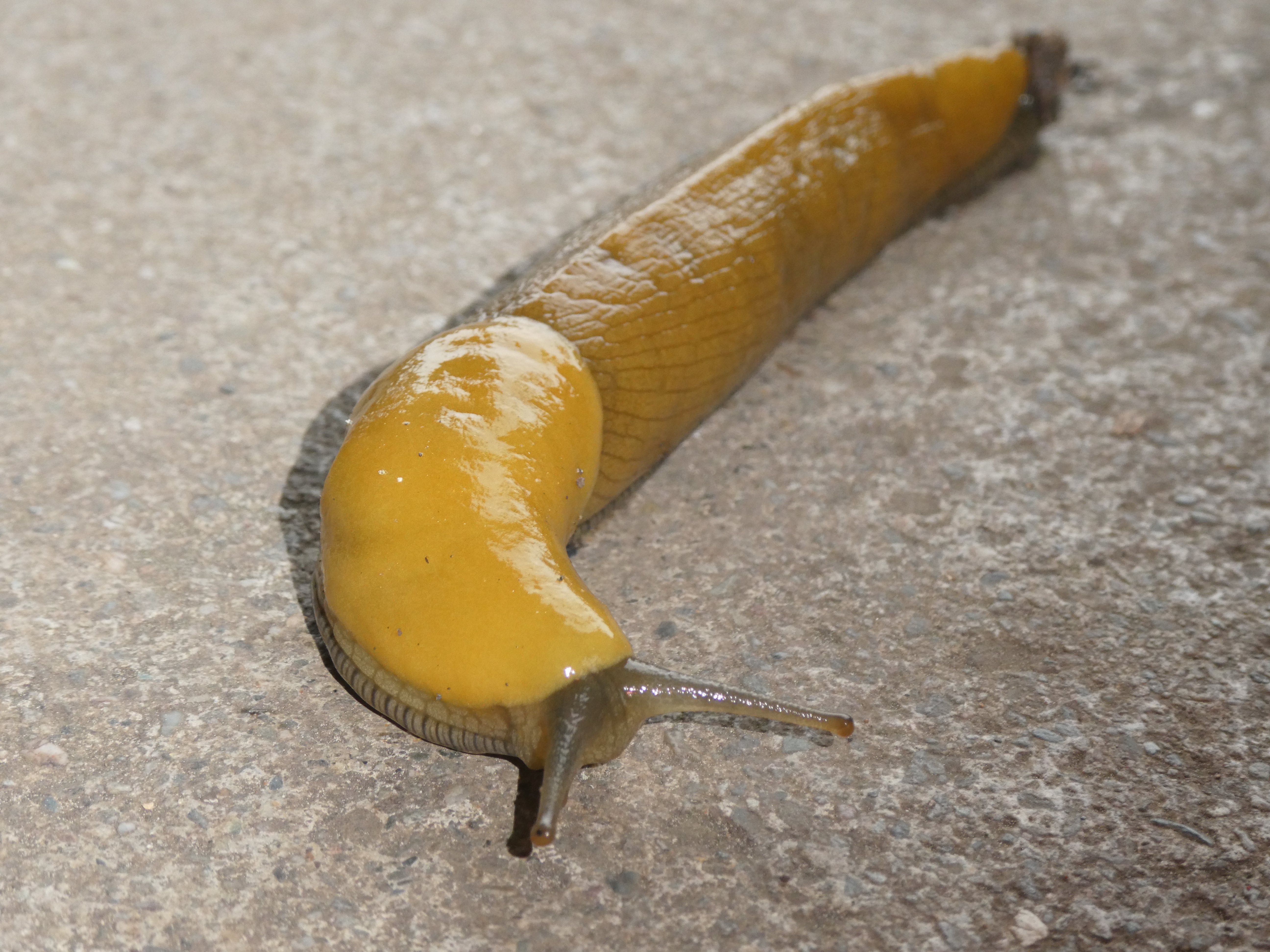 Banana slug on the path after a rain